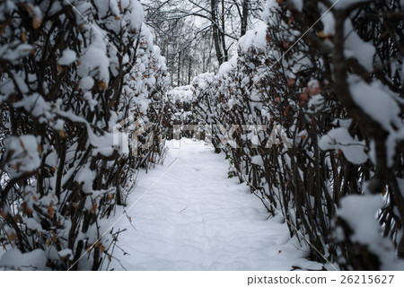 Christmas mysterious winter snowy road between the 26215627
