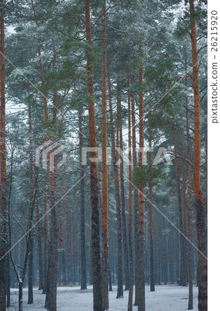 Winter pine forest Winter pine forest 26215920