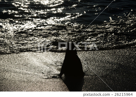 Seal of San Cristobal 26215964