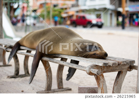 Seal of San Cristobal 26215965