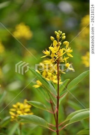 Thryallis are blooming with little golden flower Thryallis are blooming with little golden flower 26218114