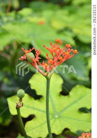 Beautiful local Thai herbs, Jatropha podagrica 26218115