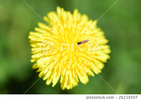 西洋蒲公英 26218507