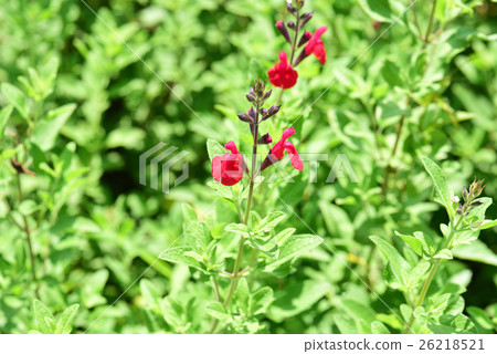 Cherry sage 26218521