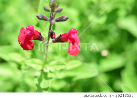 櫻桃鼠尾草 26218523