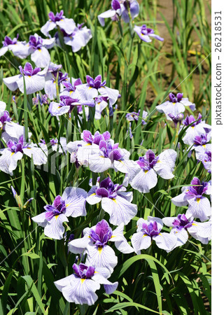 Iris flower 26218531
