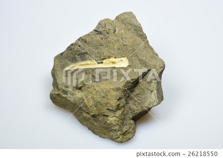 Shellfish fossil 26218550
