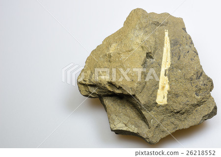 貝類化石 26218552