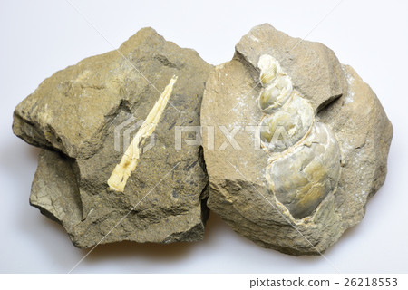 貝類化石 26218553