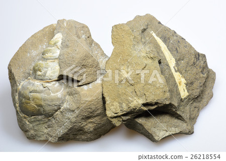 貝類化石 26218554