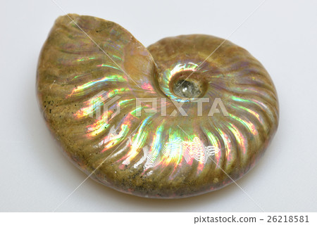 Ammonite fossil Ammonite fossil 26218581