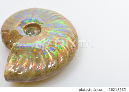 Ammonite fossil 26218585