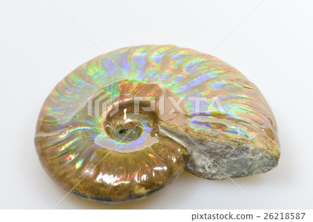 Ammonite fossil Ammonite fossil 26218587