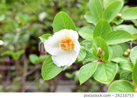 Sara's Flower 26218753