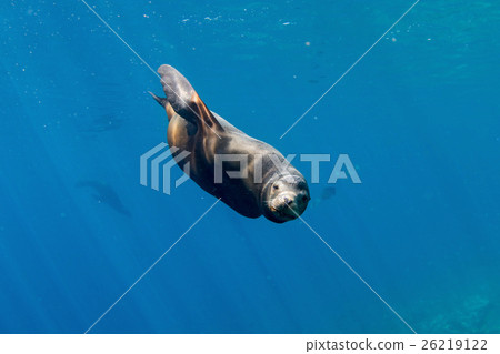 dangerous male sea lion coming to attack you dangerous male sea lion coming to attack you 26219122