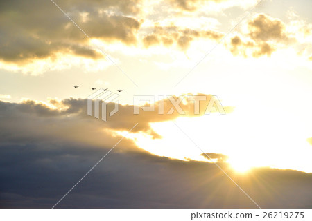 Swan swinging toward the morning sun 26219275