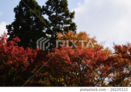 秋葉北海道Enryakuji自然季節秋天紅色晴朗的晴朗的設置裡面 秋葉北海道Enryakuji自然季節秋天紅色晴朗的晴朗的設置裡面 26220122