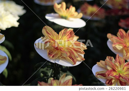 Great chrysanthemum 26220981