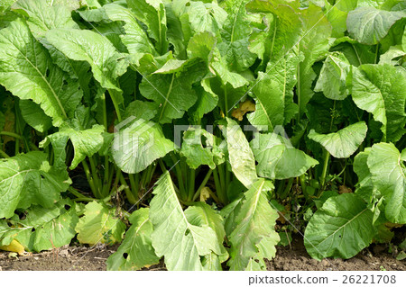 野澤的蔬菜在田間 26221708