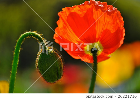 罌粟 26221710