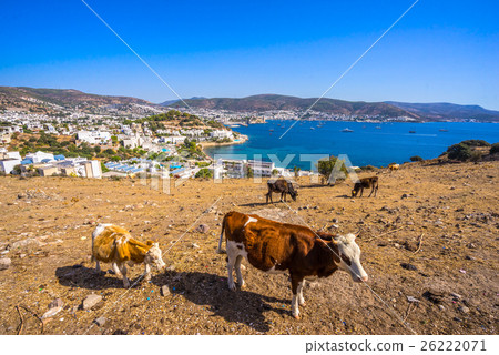 Bodrum Castle and Marina with cows, Mugla, Turkey Bodrum Castle and Marina with cows, Mugla, Turkey 26222071