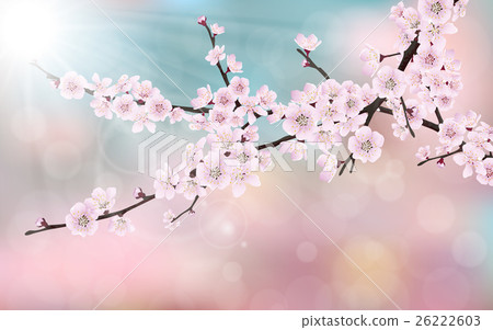 blossom cherry tree branch 26222603