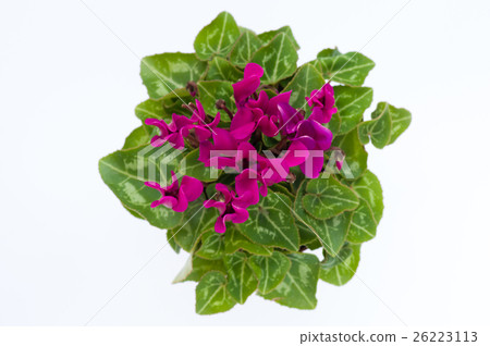 迷你仙客來 迷你仙客來 26223113