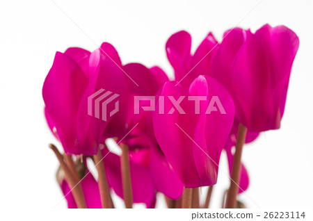 Mini cyclamen Mini cyclamen 26223114