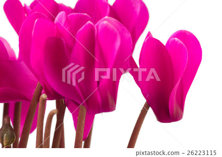 Mini cyclamen 26223115