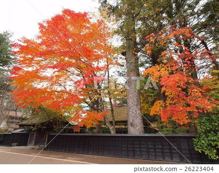 Autumn leaves of Kakunodate (Odano family) 26223404