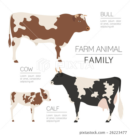 Cattle farming infographic. Cow, bull, calf family 26223477