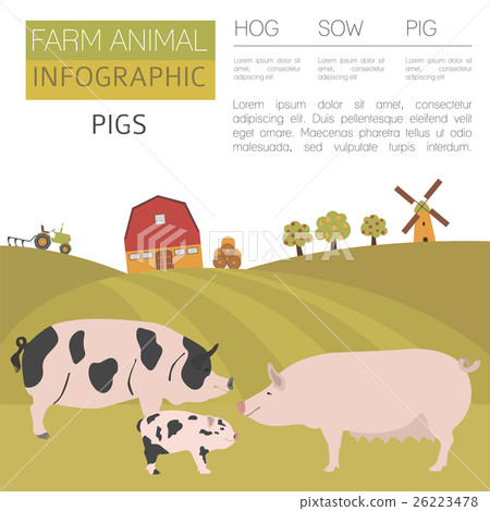 Pig farming infographic. Hog, sow, pig family 26223478