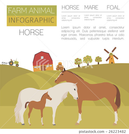 Horse farming infographic. Stallion, mare, foal 26223482