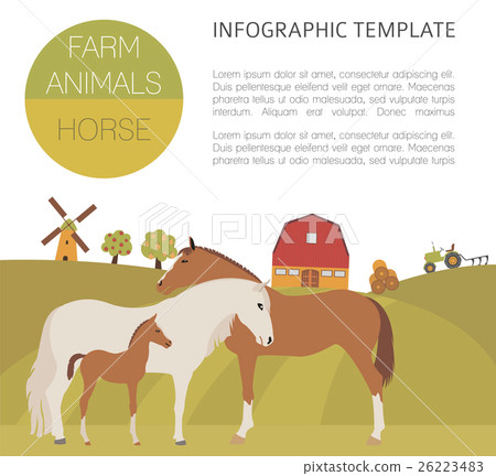 Horse farming infographic. Stallion, mare, foal 26223483