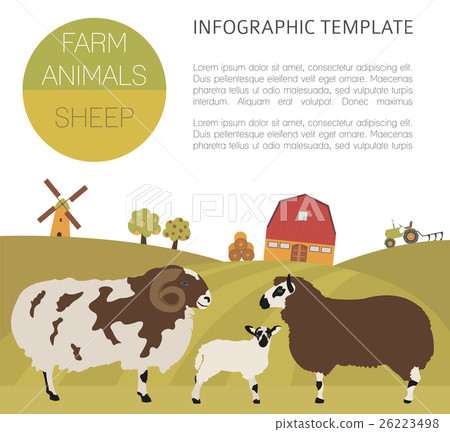 Sheep farming infographic template. Ram, ewe, lamb 26223498