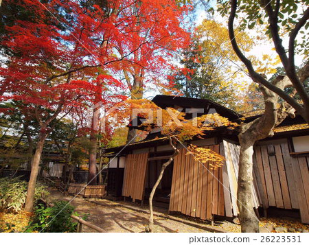Autumn leaves of Kakunodate (Odano family) 26223531