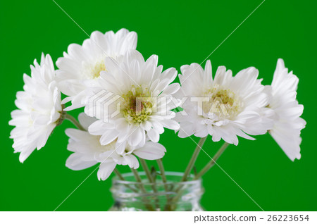 噴菊花 26223654