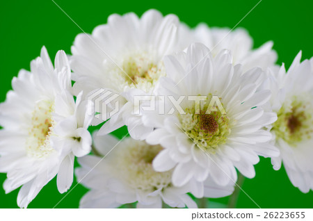 Spray chrysanthemum 26223655