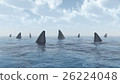 Group of great white sharks 26224048