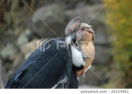 Andean condor sitting Andean condor sitting 26224961