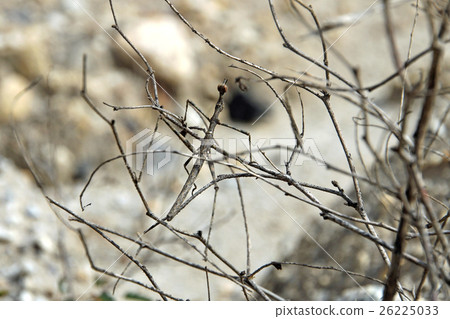 Stick grasshopper the master of camouflage 26225033