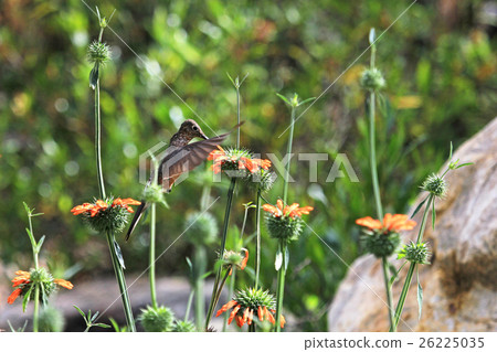 Nice hummingbird feeding on orange flower 26225035