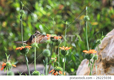 Nice hummingbird feeding on orange flower 26225036