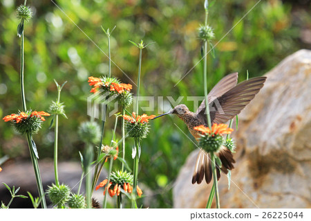 Nice hummingbird feeding on orange flower 26225044