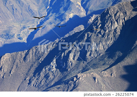 Five condors flying in the Colca canyon. 26225074