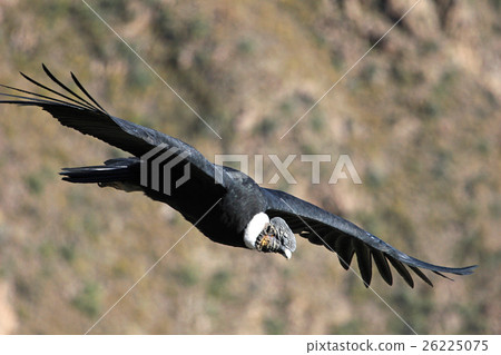 Male andean condor flying close Male andean condor flying close 26225075