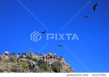 People looking at the condors People looking at the condors 26225092