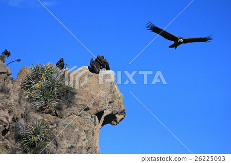 Condor flying, some sitting Condor flying, some sitting 26225093