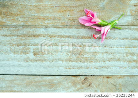 Hibiscus flower or Hibiscus rosa sinensis flower Hibiscus flower or Hibiscus rosa sinensis flower 26225244