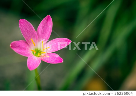 Zephyranthes Lily, Rain Lily, Fairy Lily. 26226064